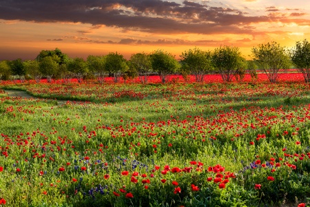 Fredericskburg, TX Flowers | Copyright: dfikar / 123RF Stock Photo